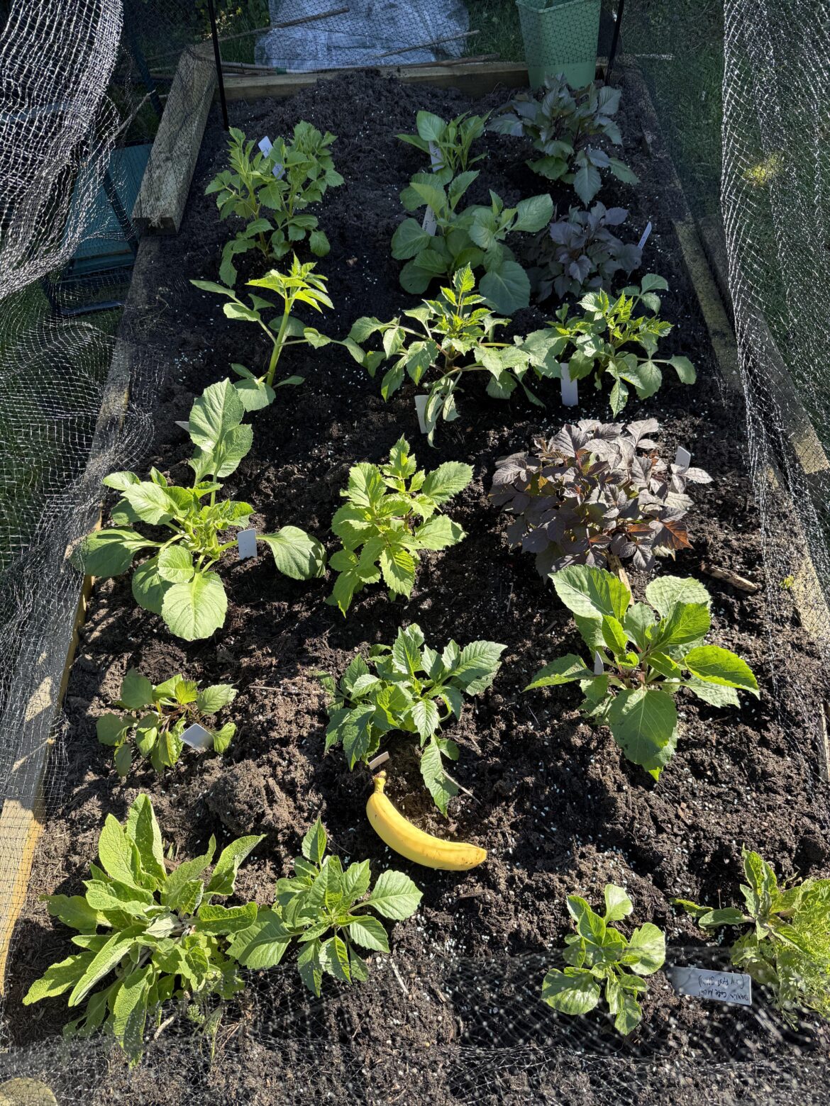 17 Dahlias planted out (plus 2 foxgloves)