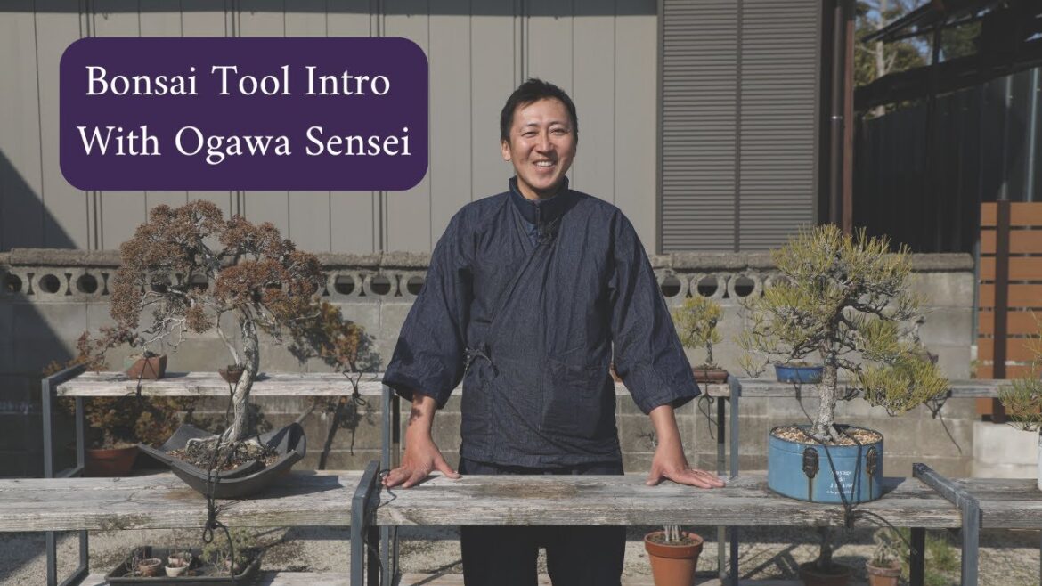 Quick Bonsai Tool Intro: Wire Cutter, Knob Cutter, Concave Cutter