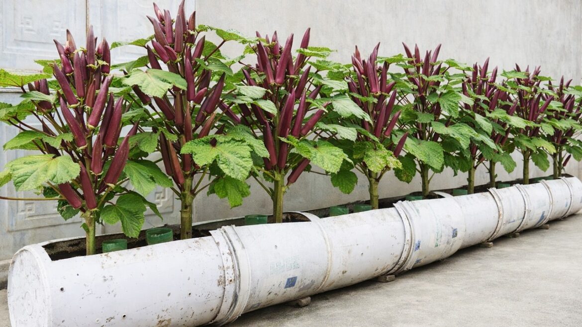 Balcony Container Garden – Fresh Okra Grown at Home Balcony Container Garden – Fresh Okra Grown at Home