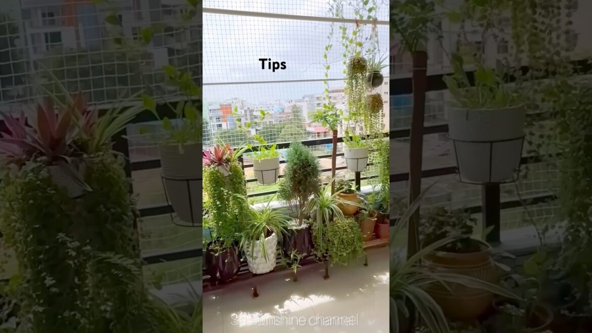 🔥Useful Gardening Tips#plants#balconygarden#curryleaves#tipsandtricks 🔥Useful Gardening Tips#plants#balconygarden#curryleaves#tipsandtricks