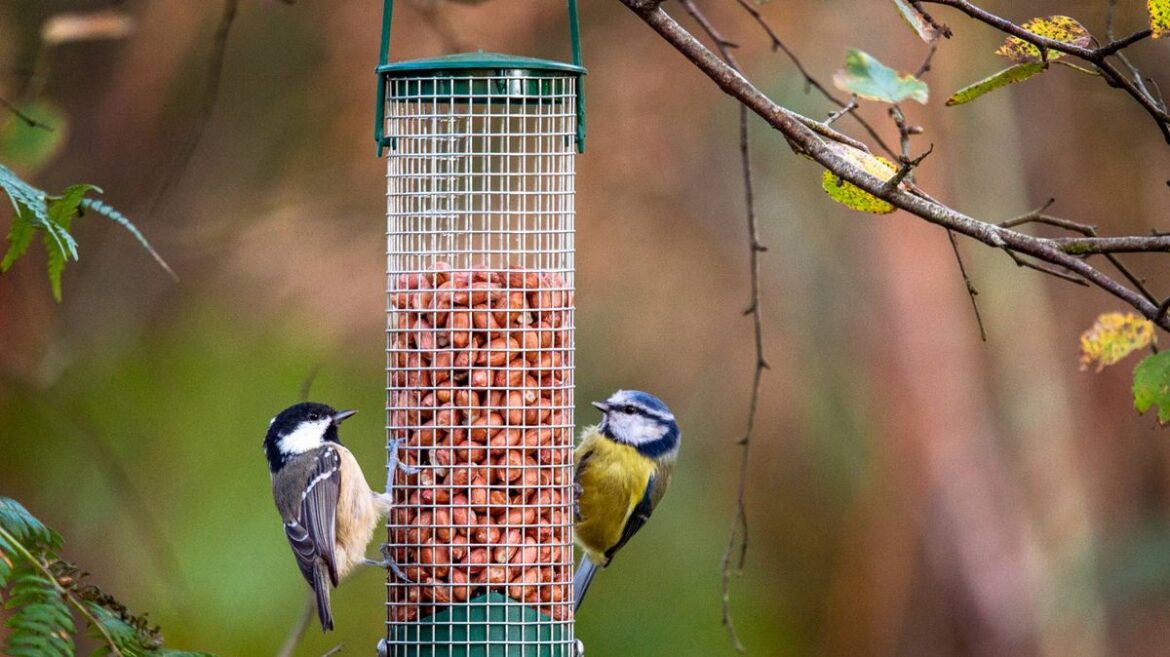 Gardeners are letting rats into their gardens with bird feeder mistake Liverpool Echo