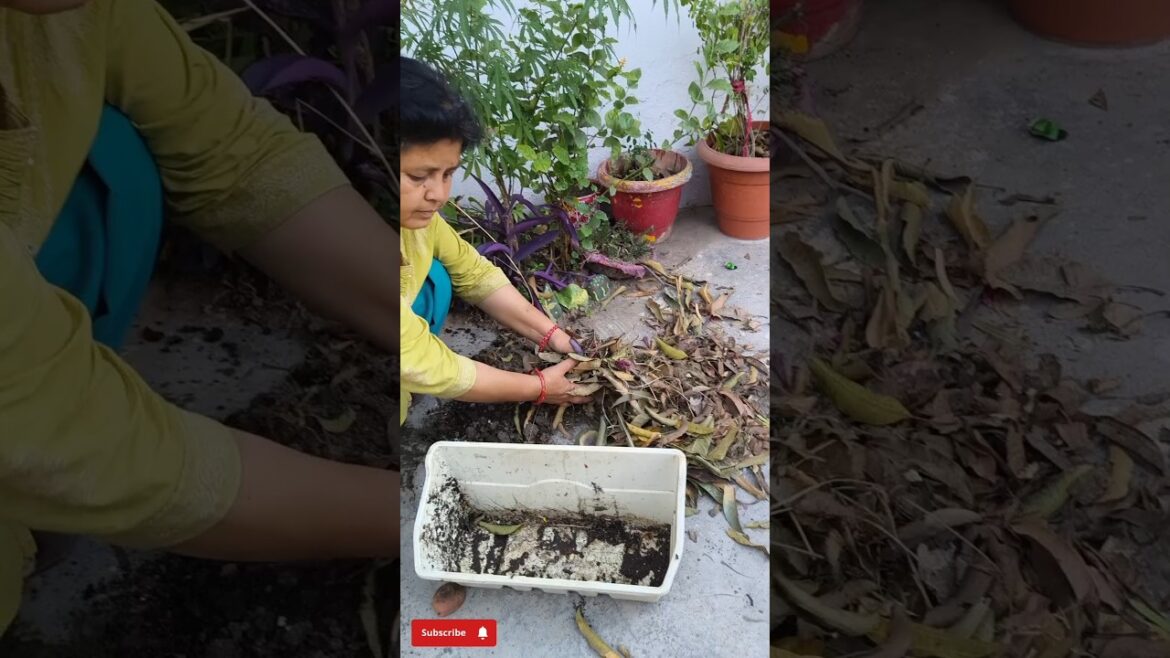 Money plant Propagation💚#shorts #gardening #moneyplant #plantcare #homegarden