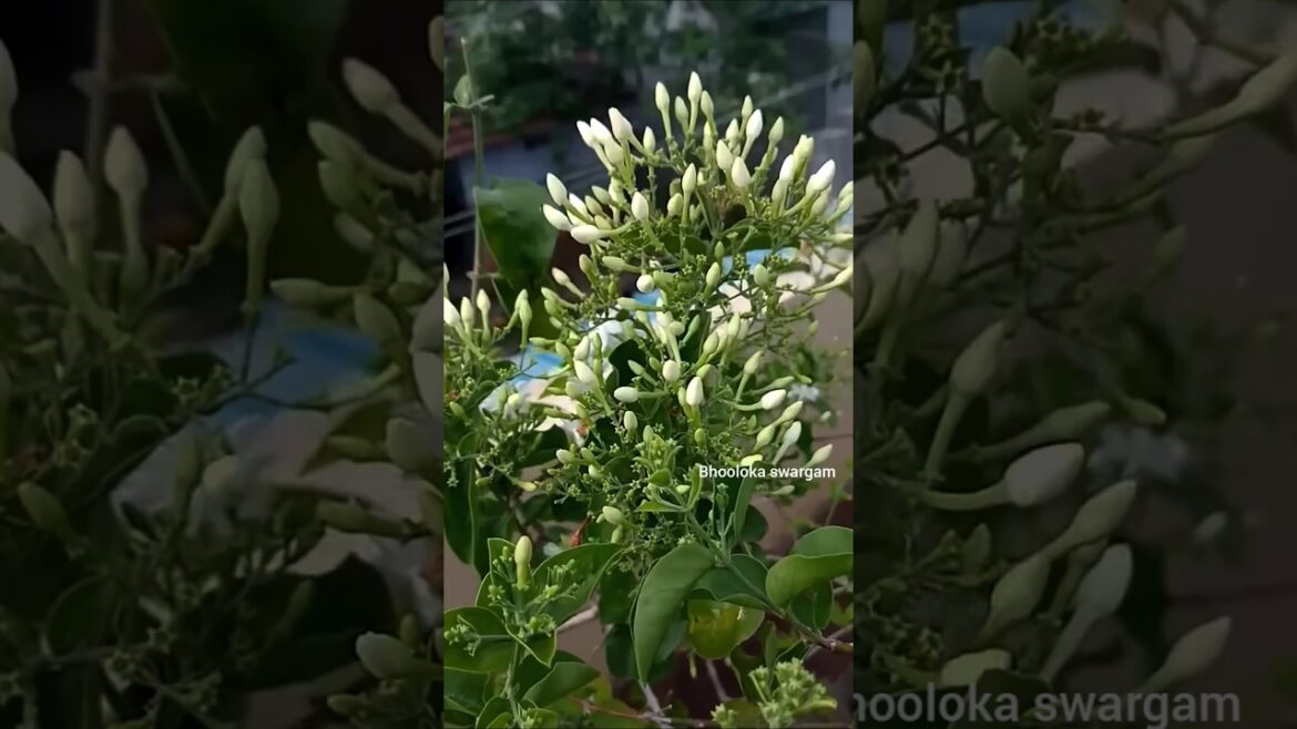 🌱Most Fragrant Jasmine Ever? ☺️Virajaji Flower Full Bloom – Telugu Garden Magic!🎩🔮