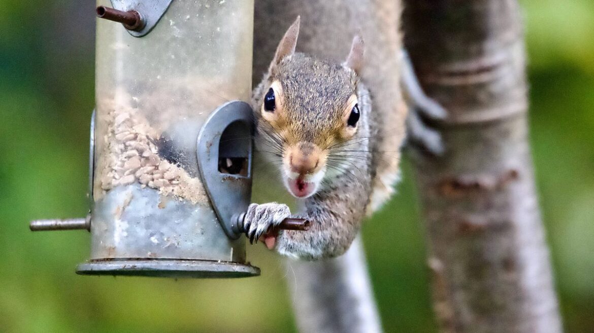 Gardener shares best plant to deter squirrels from ‘attacking’ gardens Daily Mirror
