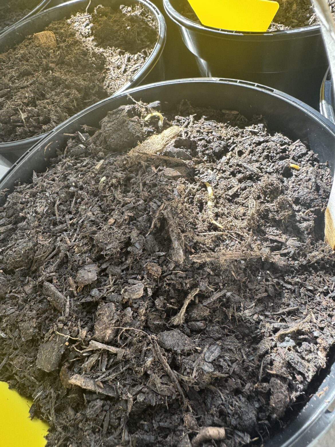 Help with tuber sprouting