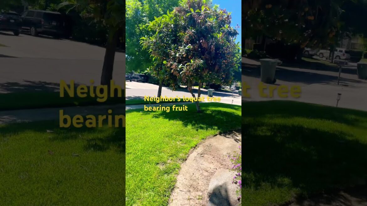 Neighbor's loquat tree in front yard: #ediblegardening ,#fruittrees ,@GARDENSTATEGARDENER