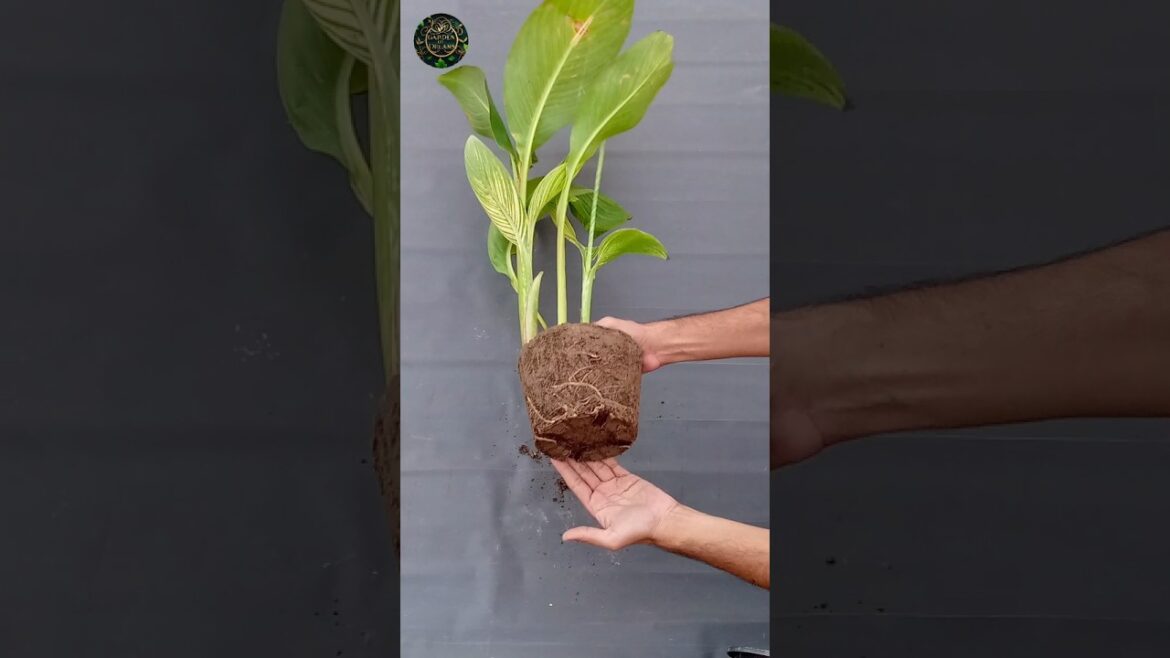 Canna Lily Plant Transplantation #shorts #diy #garden #tips Canna Lily Plant Transplantation #shorts #diy #garden #tips
