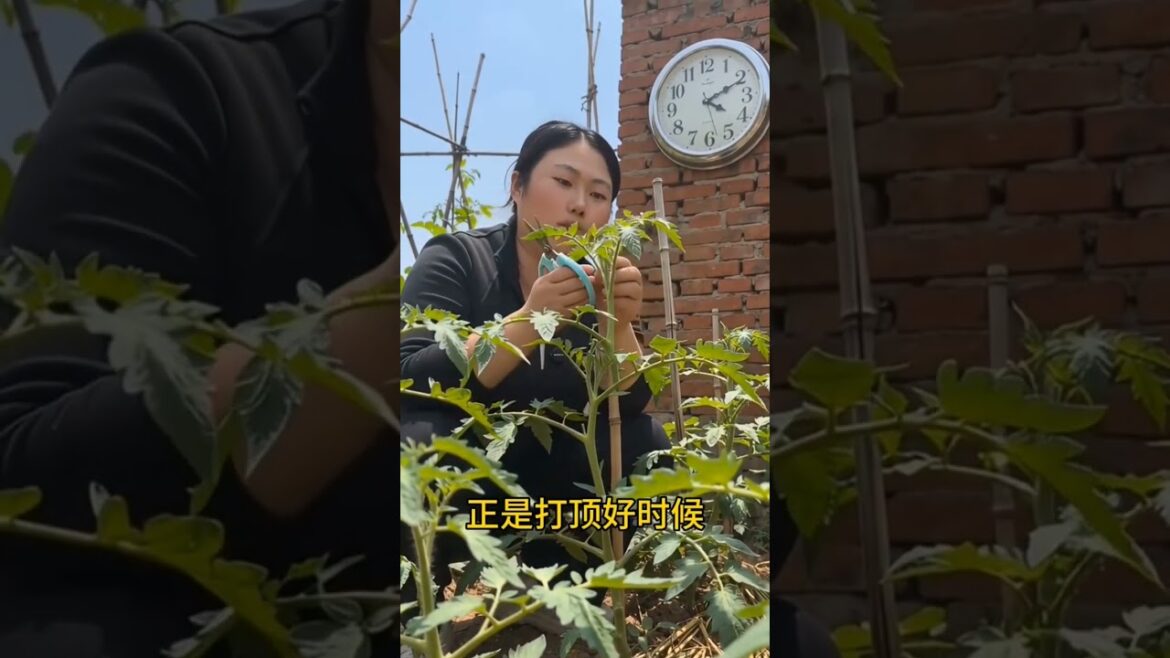 “Grow More Tomatoes Easily! 🍅 Smart Bending & Pruning Trick Explained #farming #greenhouse #short "Grow More Tomatoes Easily! 🍅 Smart Bending & Pruning Trick Explained #farming #greenhouse #short