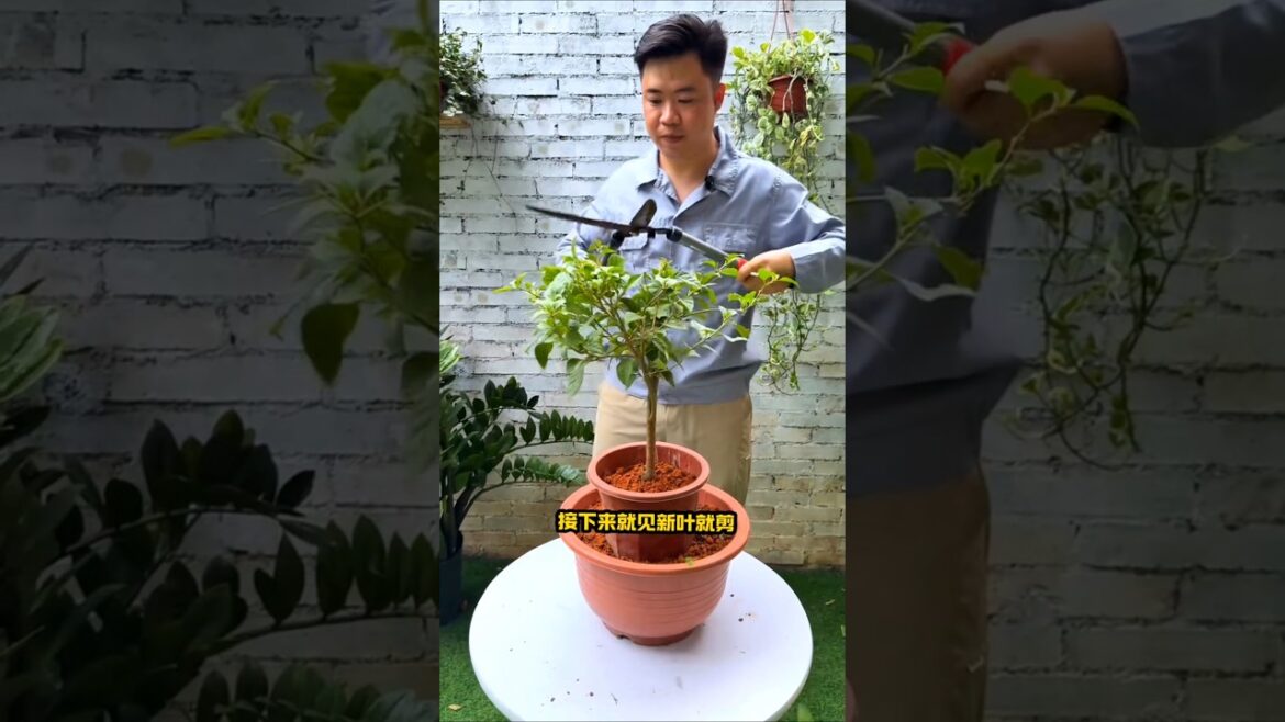 Planting various plants and flowers~~ #shorts Planting various plants and flowers~~ #shorts