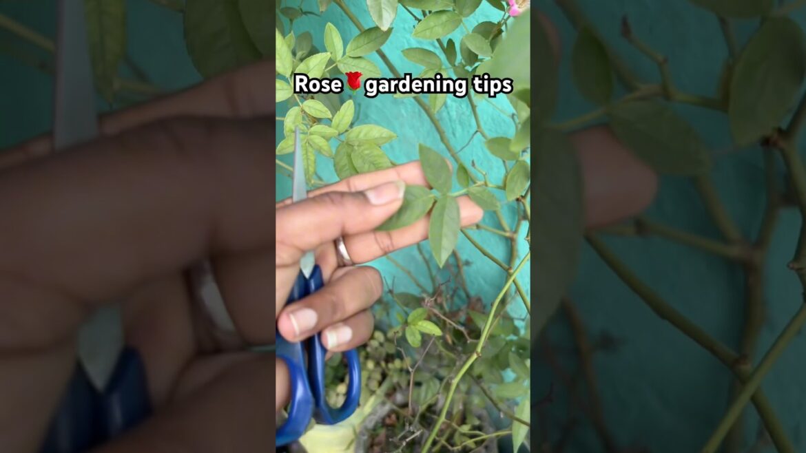 Rose gardening tips #shortsviral #ytshorts #roseplantgrowingtips #roseplantcare #tips#helpingothers