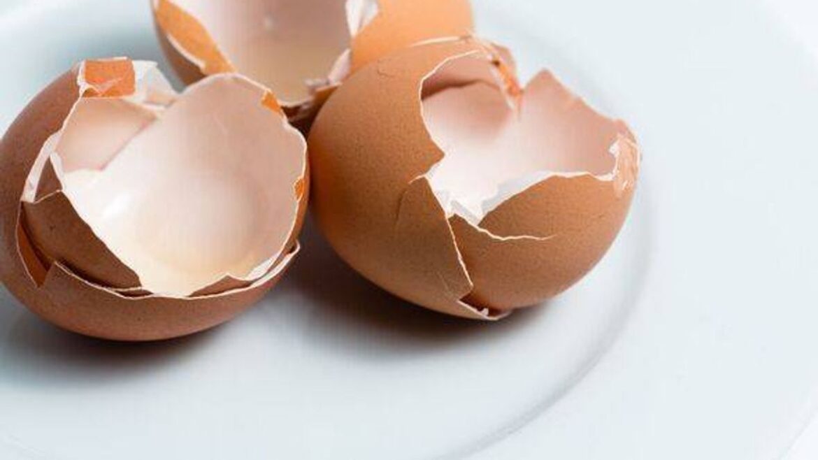 Gardeners urged to leave egg shells on bird tables this spring RSVP Live