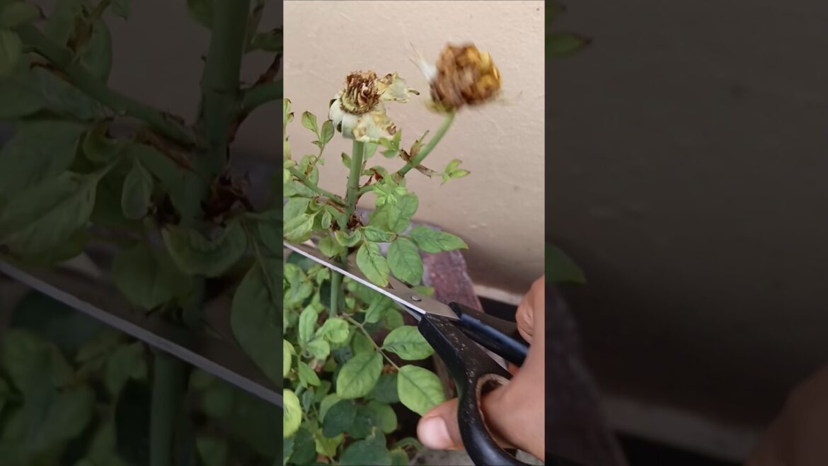 Rose care tips #garden #caretips #gardening #flowergarden  #gardencare #gardentips #short #ytshorts