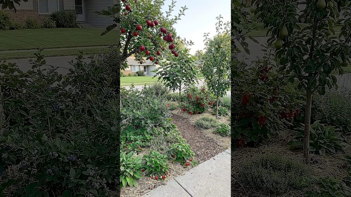 Front Yard Lawn Replaced With a 3-Layer Food Forest 🌳