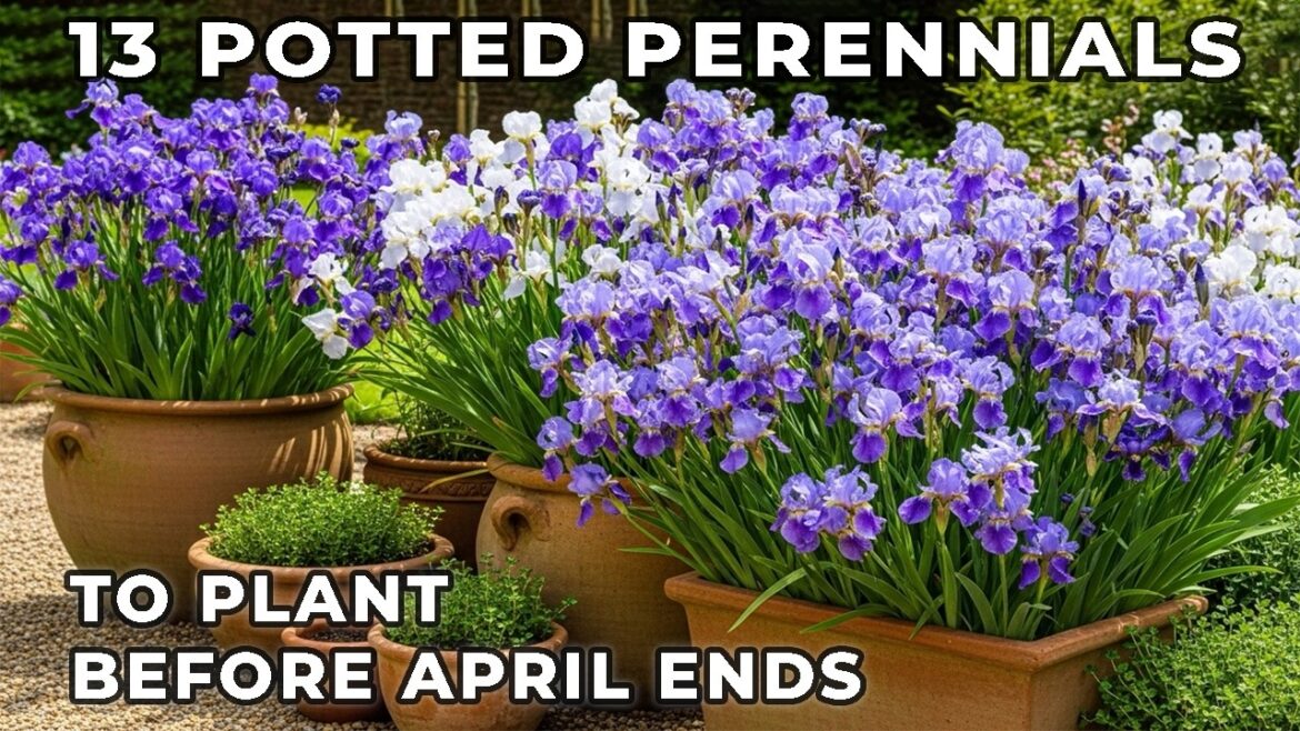 13 Miracle Container Perennials You MUST Plant in April for a Spectacular Summer Patio