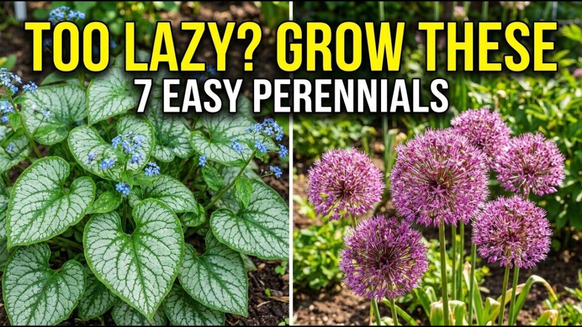 Too Lazy to Garden? Plant These 7 Perennials Now! π΄ Too Lazy to Garden? Plant These 7 Perennials Now! π΄