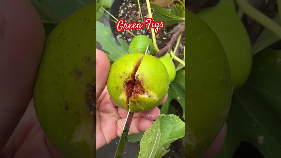 Fruit cutting Figs 😱 #shorts #satisfying #fruit #enjoy #garden