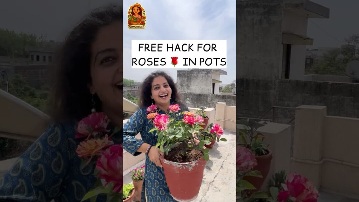 Best FREE Fertilizer for Rose Plants at Home 🌹 | Organic Gardening Best FREE Fertilizer for Rose Plants at Home 🌹 | Organic Gardening
