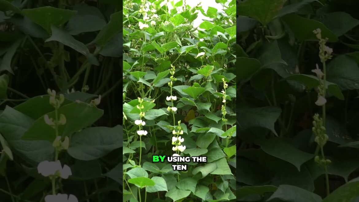 California Gardening: Hyacinth Bean Monster Plant Overgrows 7-Foot Trellis! πΏπͺ Hyacinth Bean Monster Plant Overgrows 7-Foot Trellis! πΏπͺ