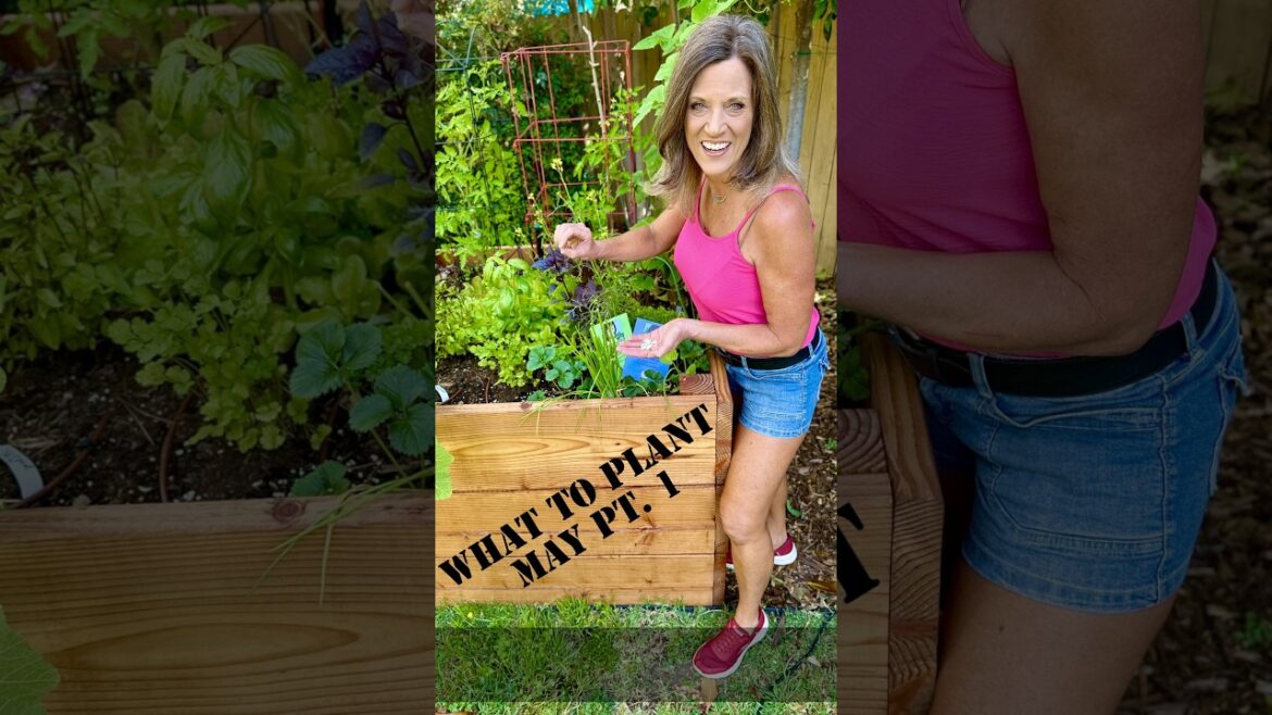 CaliKim: What to plant in May, Pat.1 What to plant in May, Pat.1