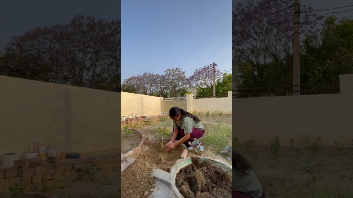 Gardening tips that will help you ✌️ #shorts #short #gardening #plants #plantslover