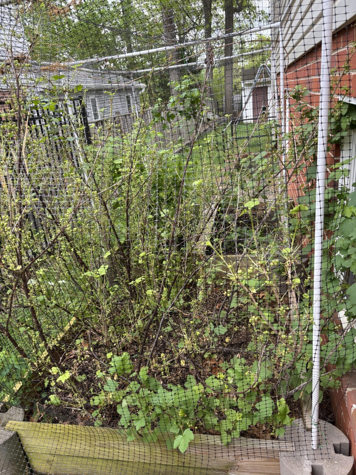 Something ate my Currants!
