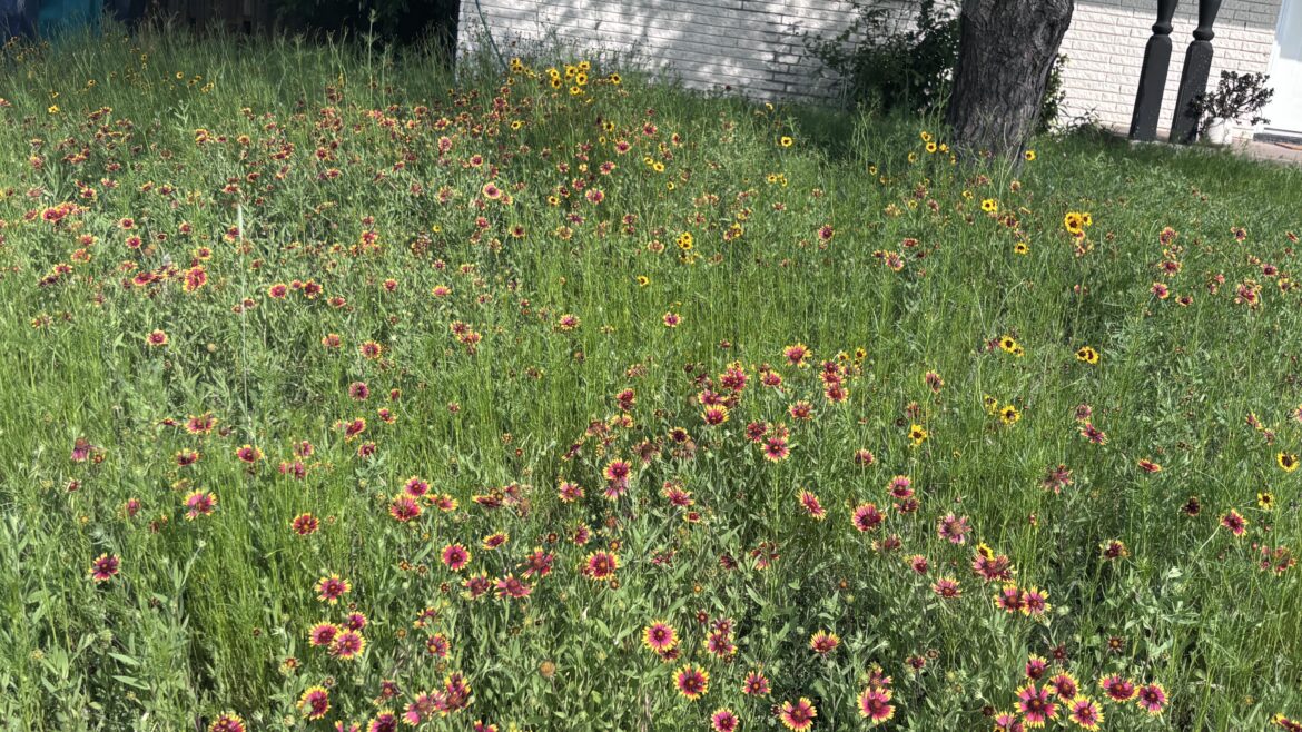Tx-Ok Roadside Mix from Seedsource.com
