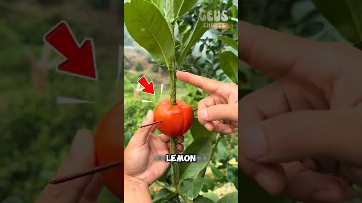 Japan’s Secret Trick to Grow Lemon Plants in Just 30 Days! 🍋😱