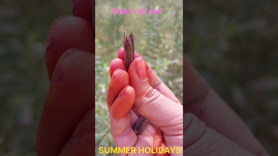 You See This Edible Plant A Lot In The Garden #gardening #garden #satisfying