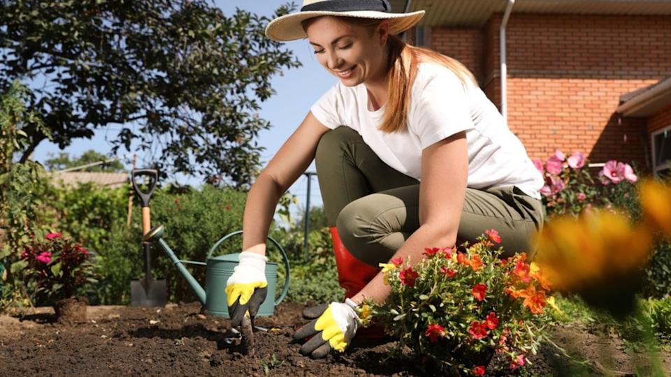 Woman planting flowers outdoors on sunny day. Gardening time