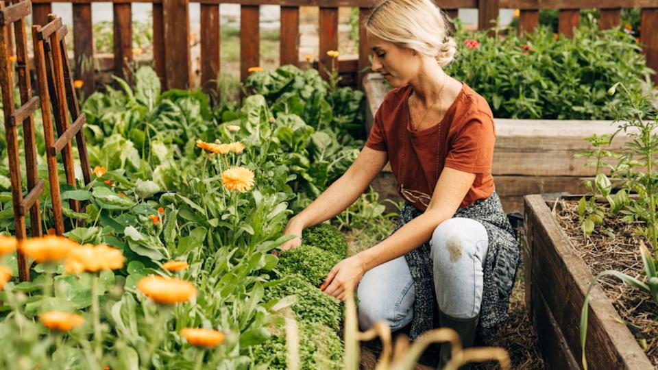 woman in her garden marigolds raised beds