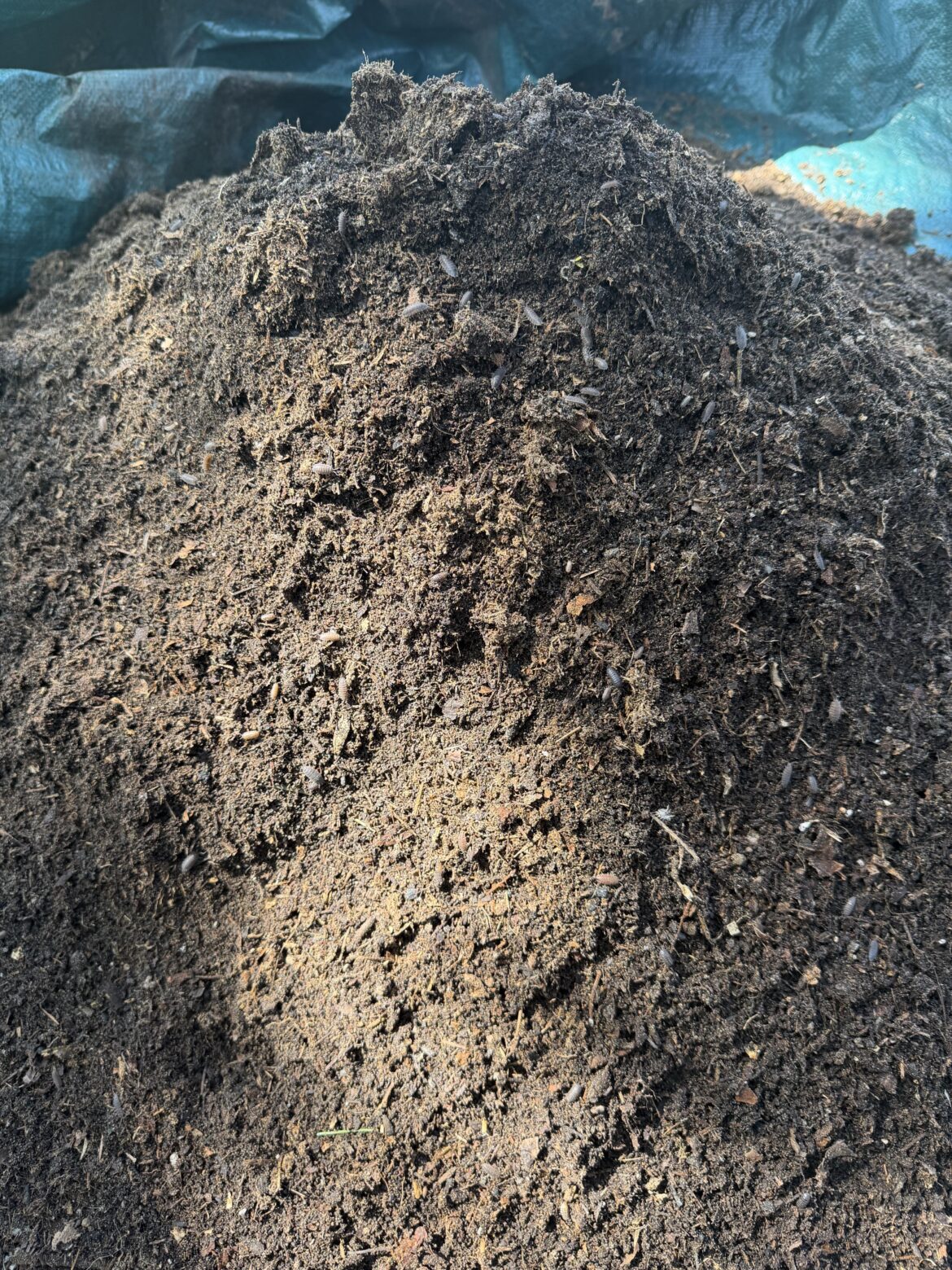 A lot of woodlouse in my compost. Should I try and get rid of them before putting this compost in my planters?