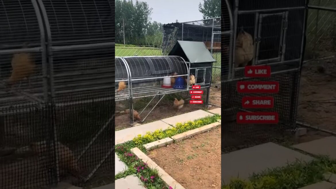 Beautiful Chicken Tunnel Run System in Backyard Garden 🐓🐔🦆🦢