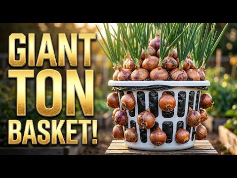 Grow a Year’s Supply of Giant Onions in 2 Square Feet Grow a Year's Supply of Giant Onions in 2 Square Feet