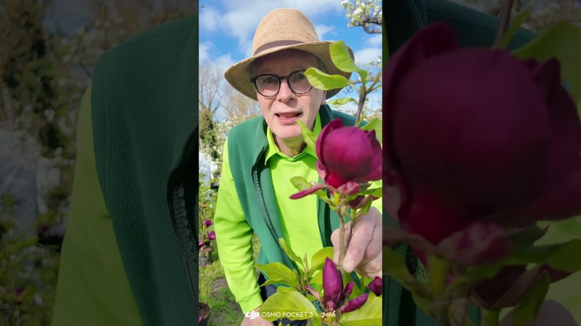 „Du kannst Magnolien essen?! „Du kannst Magnolien essen?!