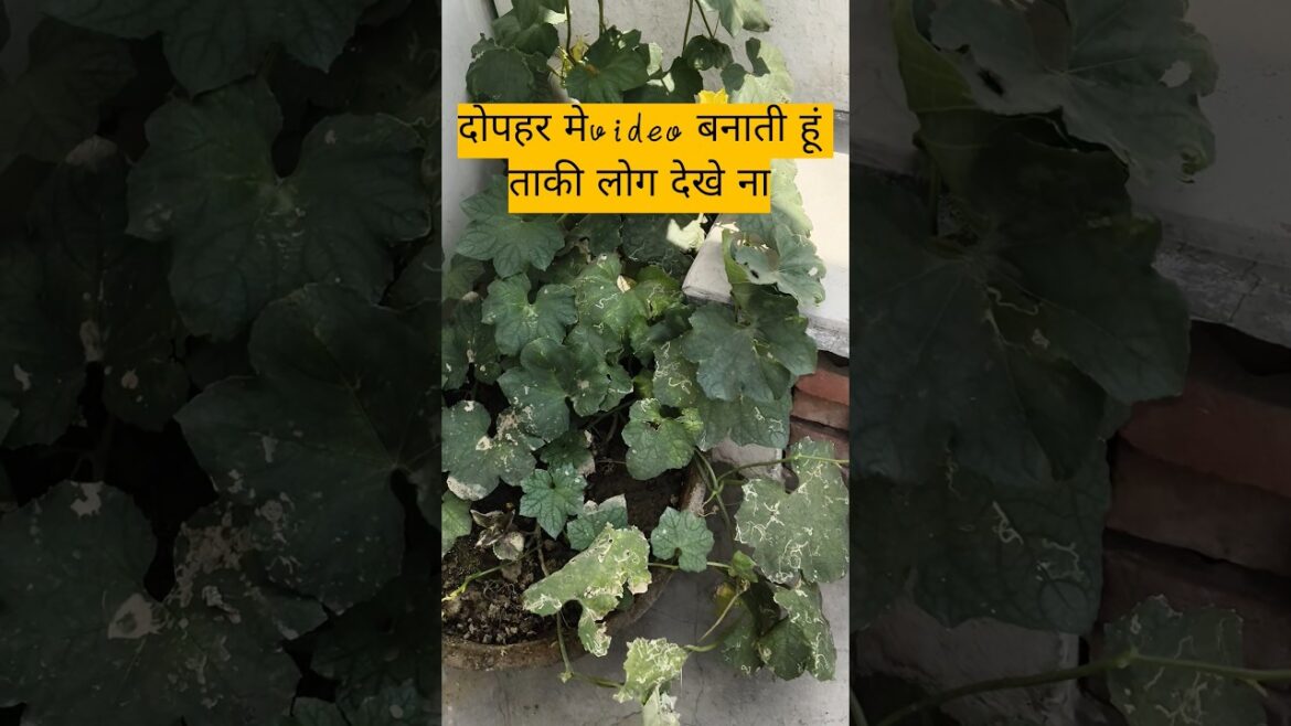 1st harvesting of ridge gourd तोराई #vegetablegardening #vegetableharvesting