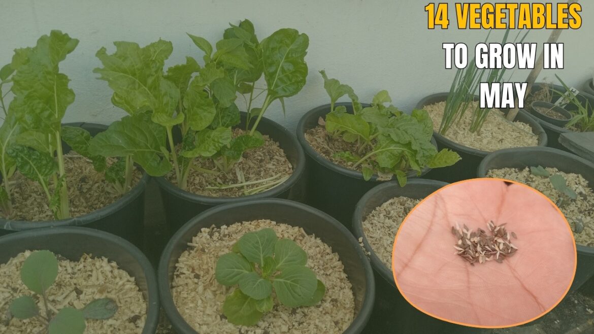 14 Best Vegetables to Start in MAY // South African Gardening 14 Best Vegetables to Start in MAY // South African Gardening