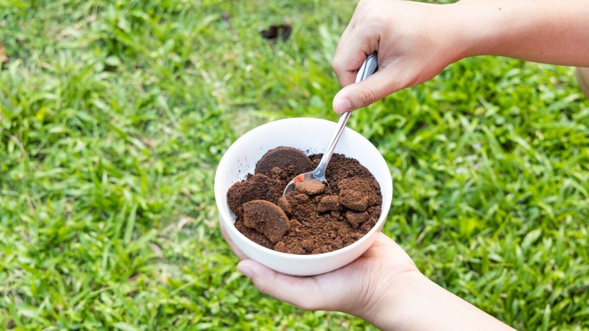 Anyone with a garden urged to pour coffee grounds over 1 specific area in April Devon Live
