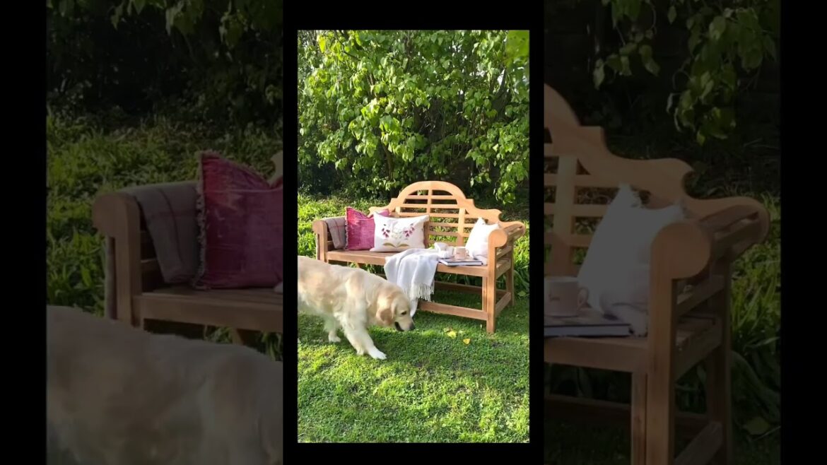 Complete Garden Transformation: Budget-Friendly Outdoor Oasis #home #homedecor#garden Complete Garden Transformation: Budget-Friendly Outdoor Oasis #home #homedecor#garden