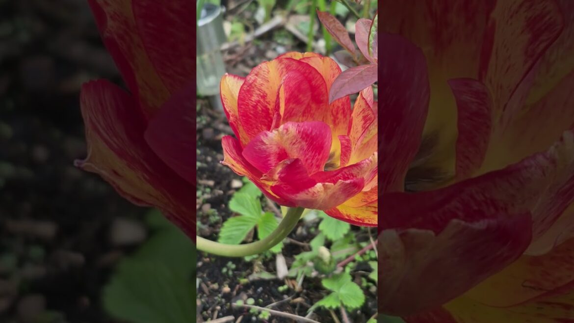 #659 The journey of a forgotten garden - Tulip - April 2026