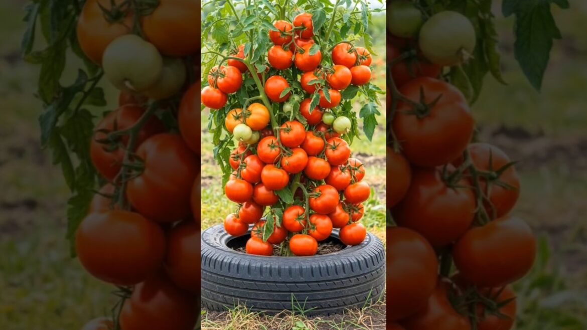π
Grow 100+ Tomatoes in ONE Tire! π±π± (Easy Home Gardening Hack) #shorts π
Grow 100+ Tomatoes in ONE Tire! π±π± (Easy Home Gardening Hack) #shorts