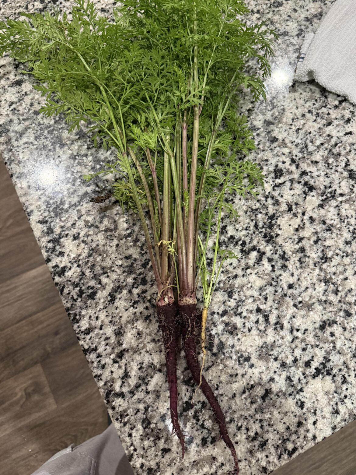 First harvest! They ain’t much but I love them 🥹