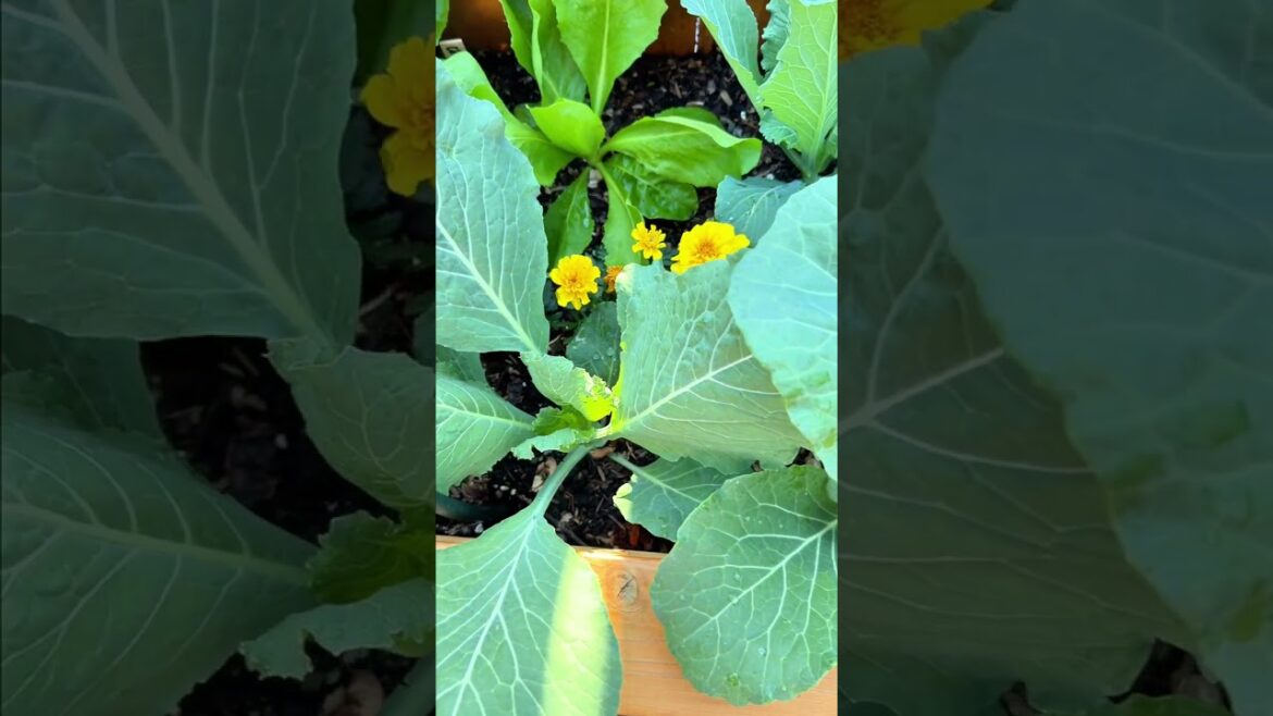 Spring Rains in the Vegetable Garden Spring Rains in the Vegetable Garden