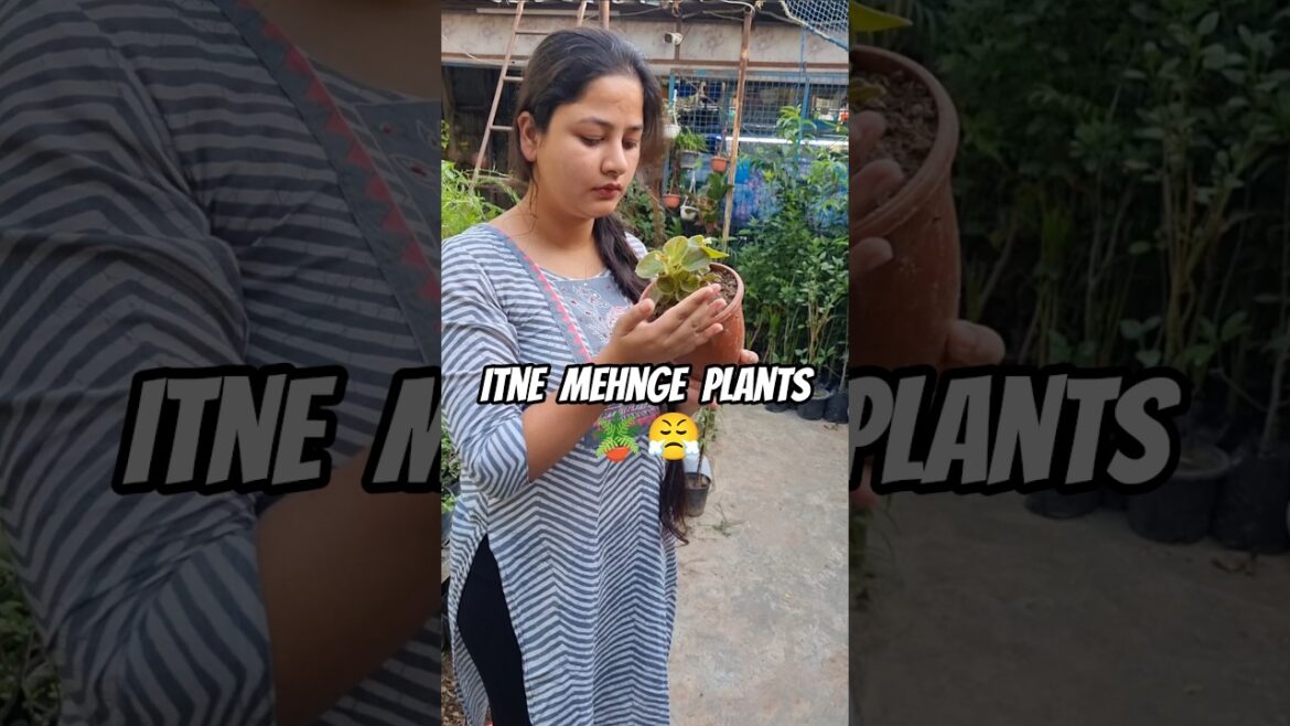 NURSERY VISIT pura mann kharab hogya!😤 || #shorts #ytshorts #gardening #garden #plants #yt *NURSERY VISIT* pura mann kharab hogya!😤 || #shorts #ytshorts #gardening #garden #plants #yt