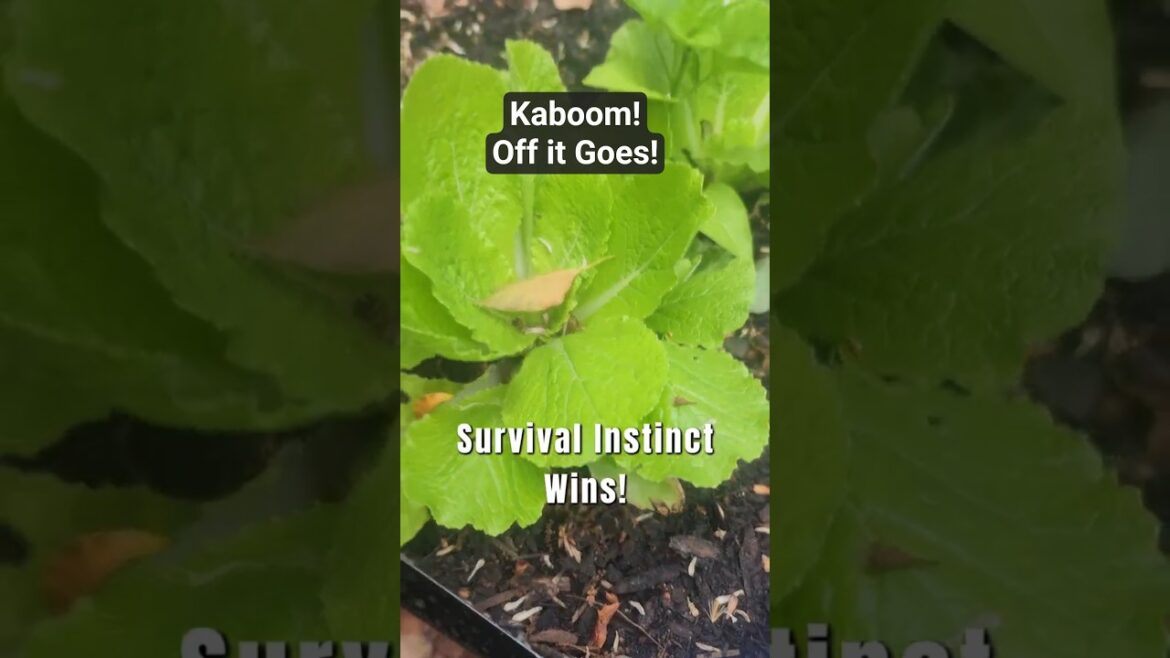 My Chayote is Out of Control #shorts #gardening My Chayote is Out of Control #shorts #gardening