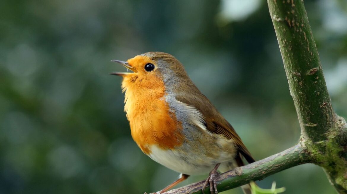 Gardeners feeding birds this spring asked to do simple daily task after RSPB bird feed ban Daily Mirror