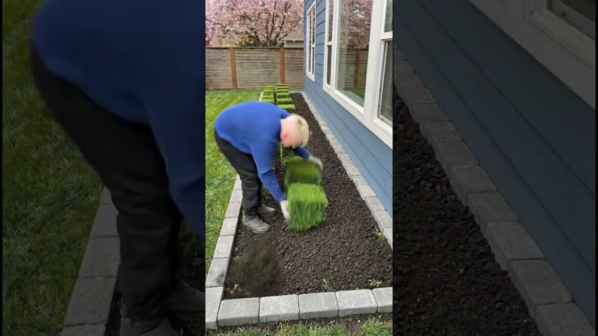 Shrubs Frontyard Renovation I Transformed This Front Yard in SECONDS!  #garden