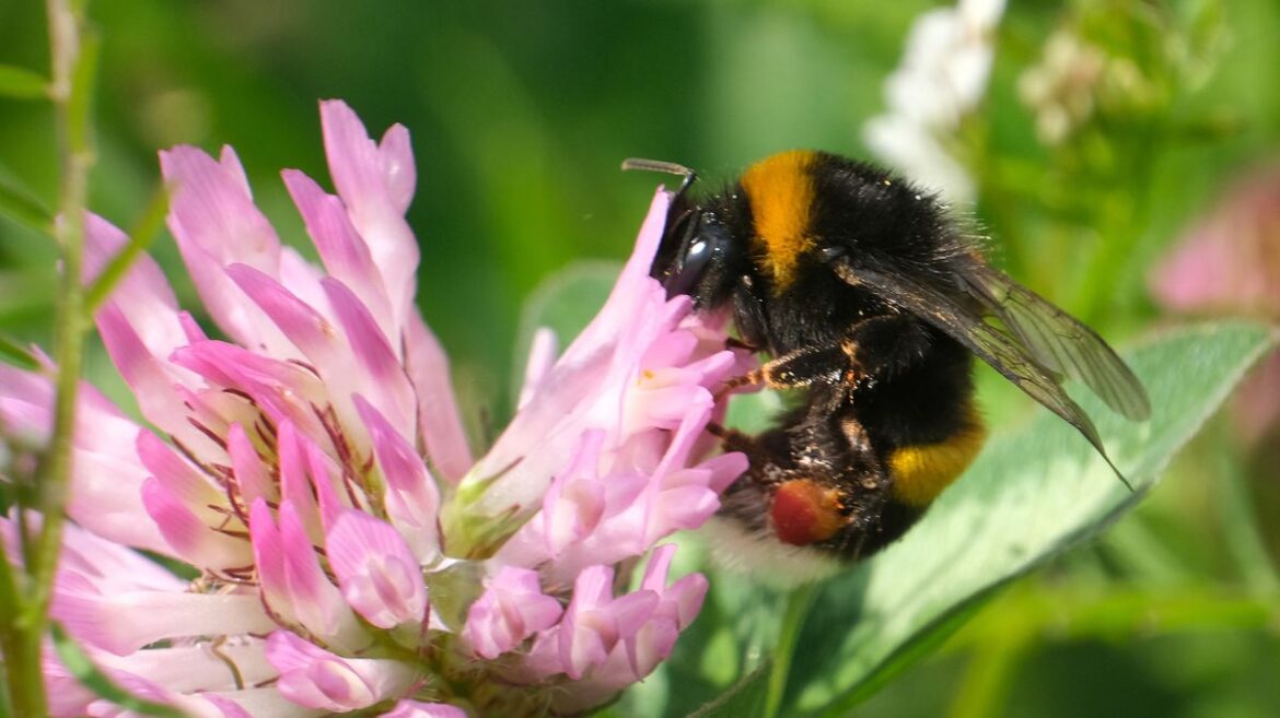 Bees and ants will stay away from your home if you sprinkle 85p item outside Daily Mirror
