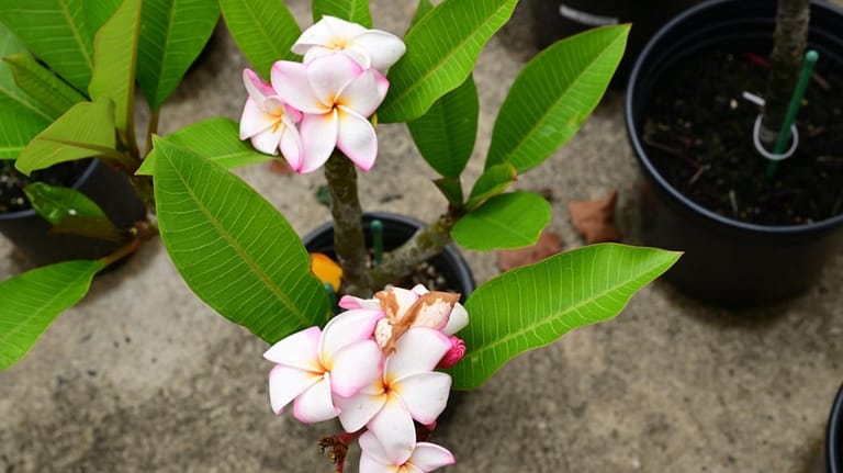 Jack Margareten said plumerias are his newest obsession.