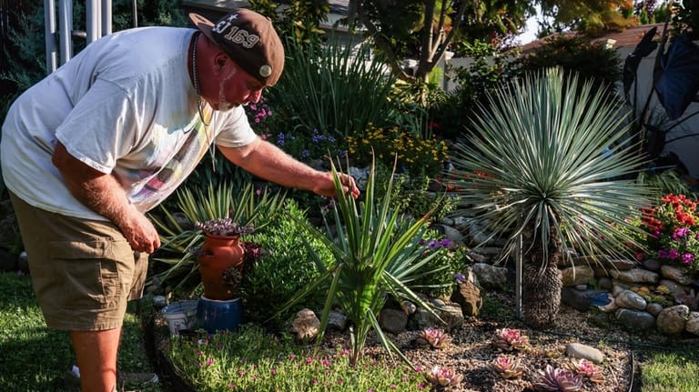 Bill Forbes said he wraps one tropical plant with a...