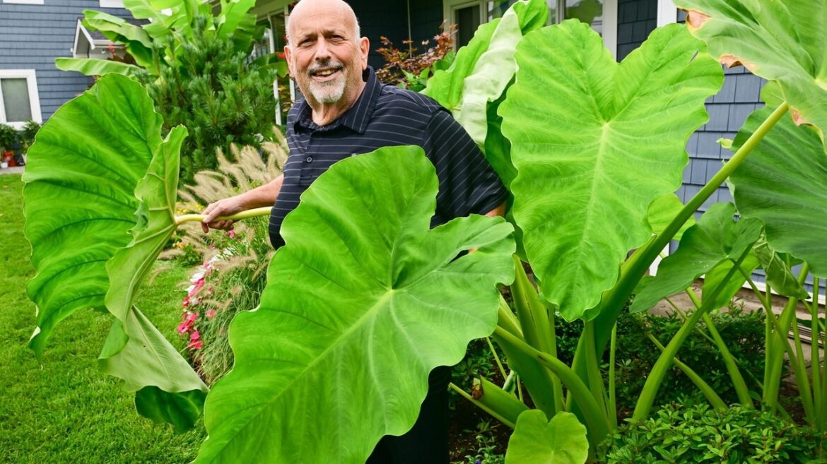 3 Long Islanders growing tropical gardens at home